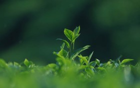 大赢家比分网：我在2025年如何凭借它实现了我的盈利梦想！
